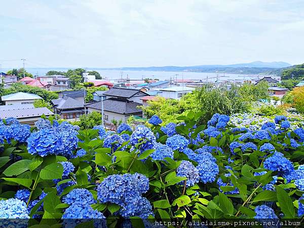 秋田縣 男鹿半島 雲昌寺 裡滿溢到日本海的紫陽花絕景 里山咖啡 ににぎ 含花期 交通方式 期間限定巴士 日本 私旅行