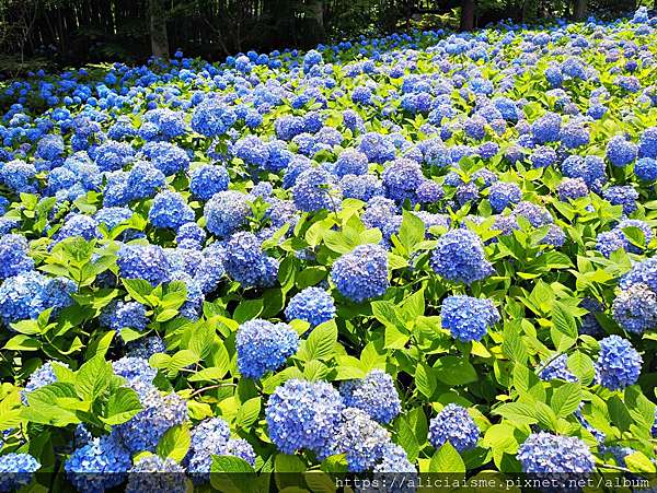 秋田縣 男鹿半島 雲昌寺 裡滿溢到日本海的紫陽花絕景 里山咖啡 ににぎ 含花期 交通方式 期間限定巴士 日本 私旅行