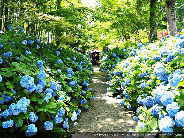 秋田縣 男鹿半島 雲昌寺 裡滿溢到日本海的紫陽花絕景 里山咖啡 ににぎ 含花期 交通方式 期間限定巴士 日本 私旅行 秋田縣 男鹿半島 雲昌寺 裡滿溢到日本海的紫陽花絕景 里山咖啡 ににぎ 含花期 交通方式 期間限定巴士 日本 私旅行