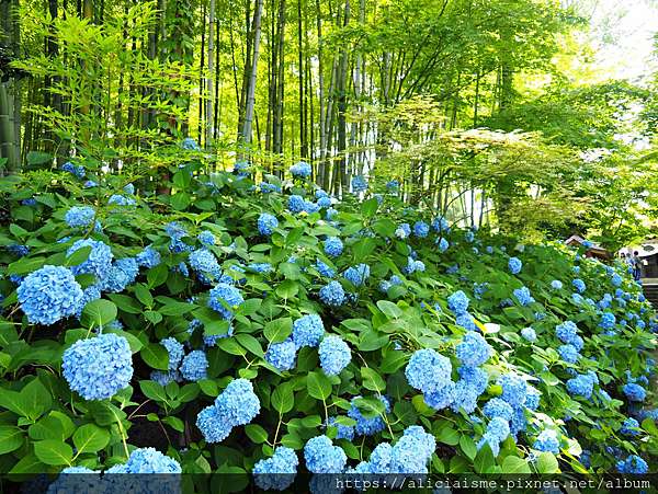 秋田縣 男鹿半島 雲昌寺 裡滿溢到日本海的紫陽花絕景 里山咖啡 ににぎ 含花期 交通方式 期間限定巴士 日本 私旅行