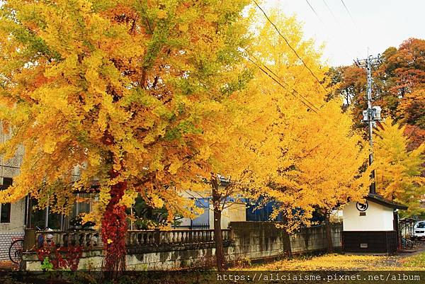 【秋田縣】（2024更新）角館武家屋敷、檜木內川河堤秘境：春