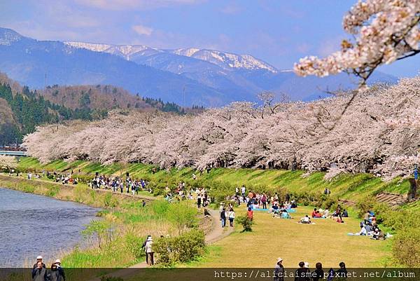 【秋田縣】（2024更新）角館武家屋敷、檜木內川河堤秘境：春