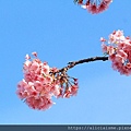 batch_IMG_0877.JPG