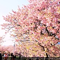batch_IMG_0964.JPG