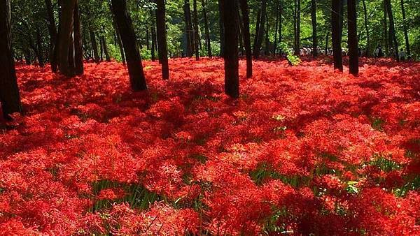 【日本節日】9月23日 秋分節~彼岸花開時的悲傷回憶