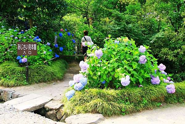奈良 矢田寺 走進60品種 萬株紫陽花盛開的夏日彩色迷宮裡 日本 私旅行 痞客邦