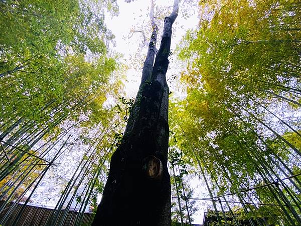 【岡山縣】（2023-2024關西＋岡山＋倉敷超值票券）一日