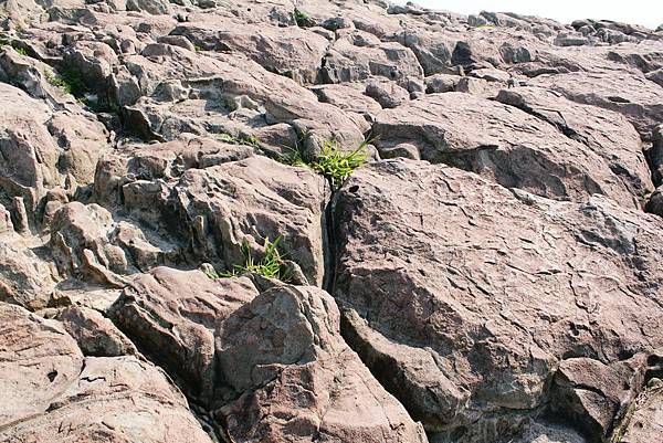 【福井縣】東尋坊、雄島、蘆原溫泉：世界3大岩柱奇觀等待夕色，