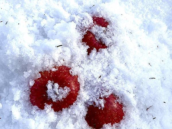 【群馬縣 | 沼田市】玉原滑雪場X 日本第一天狗：關東近郊一