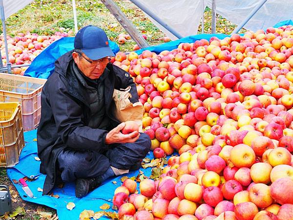 【群馬縣 | 沼田市】原田農場四季摘果、金子蘋果園400日圓