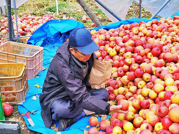 【群馬縣 | 沼田市】原田農場四季摘果、金子蘋果園400日圓