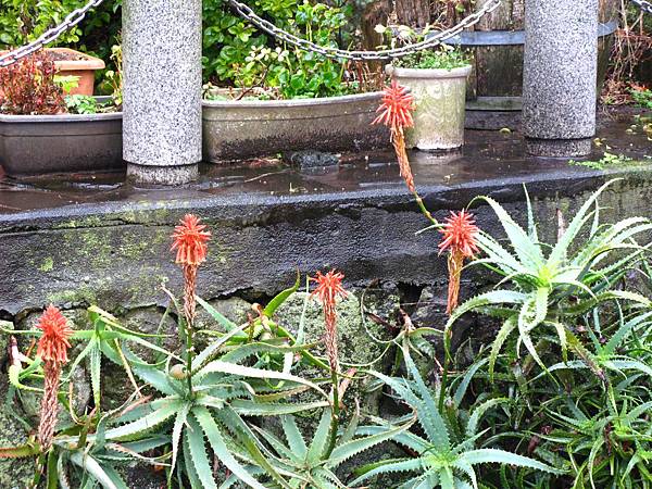 伊豆下田 (13).JPG