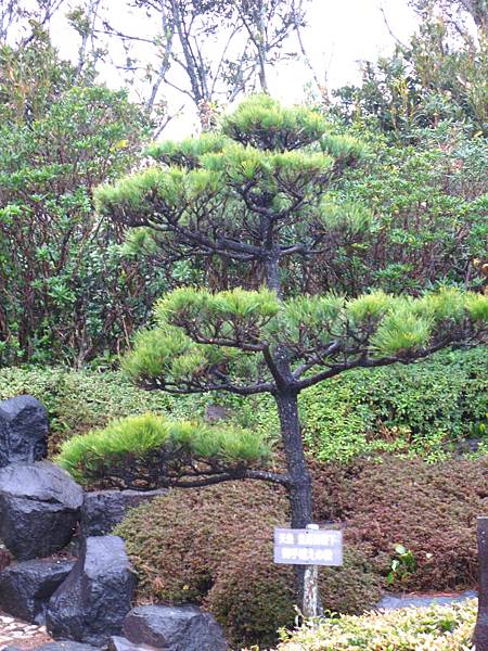 伊豆下田 (38).JPG