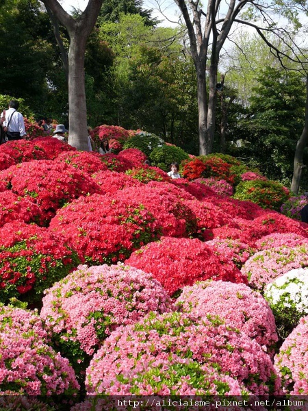 根津神社-杜鵑花2.JPG