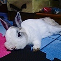 2011.03.06-懶洋洋的Oreo.jpg