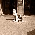 IMG_0252.JPG