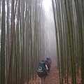 霧雨中的竹林