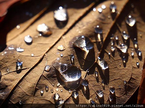 精油對抗梅雨季