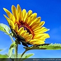 sunflower-1536088_1280.jpg