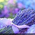 lavender-2482374_1280.jpg