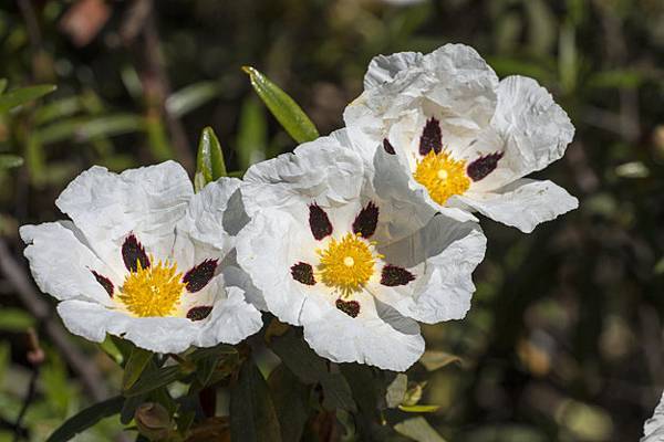 精油歷史典故：【岩玫瑰Cistus】