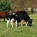 牛媽媽在吃草，牛小孩在偷喝牛奶