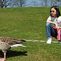 慕尼黑奧林匹克運動公園還有鴨子（3）.jpg