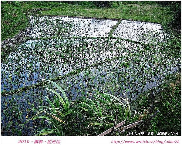 『2010奔放蘭嶼』阿泉伯海燕窩、藍海屋