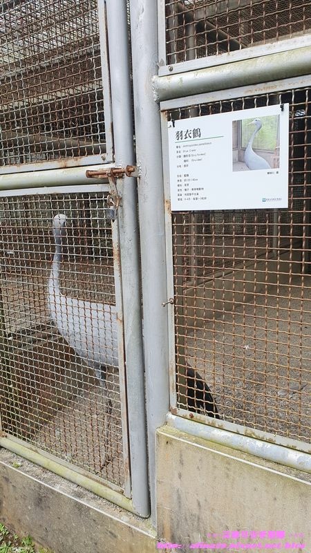 南投鹿谷鳳凰谷鳥園生態園區