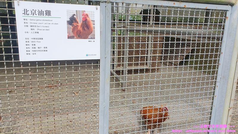 南投鹿谷鳳凰谷鳥園生態園區