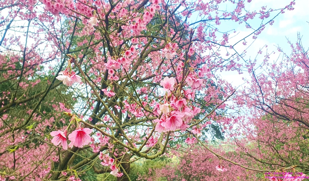 淡水天元宮三色櫻花