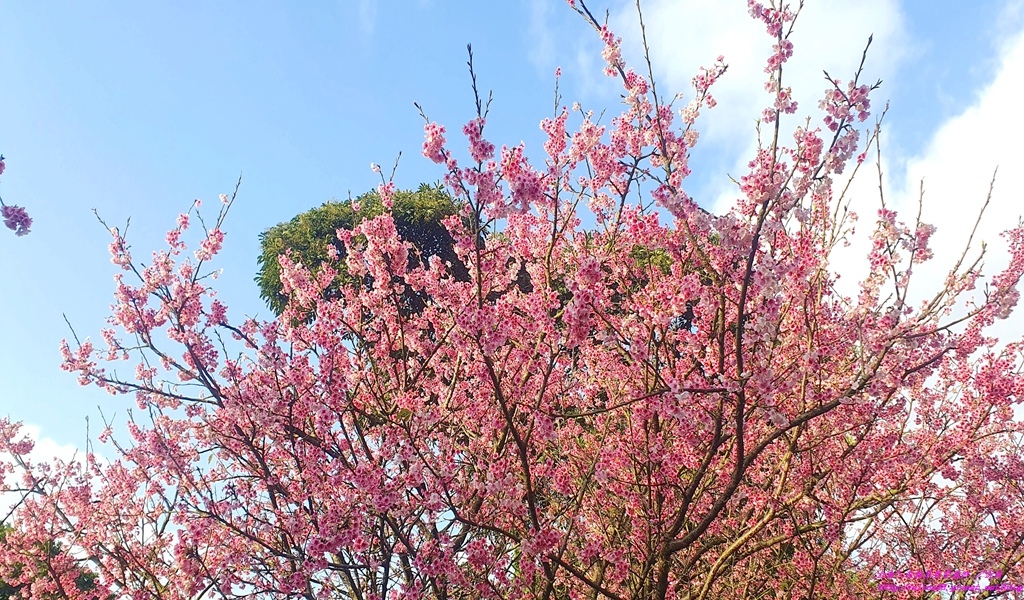 淡水天元宮三色櫻花