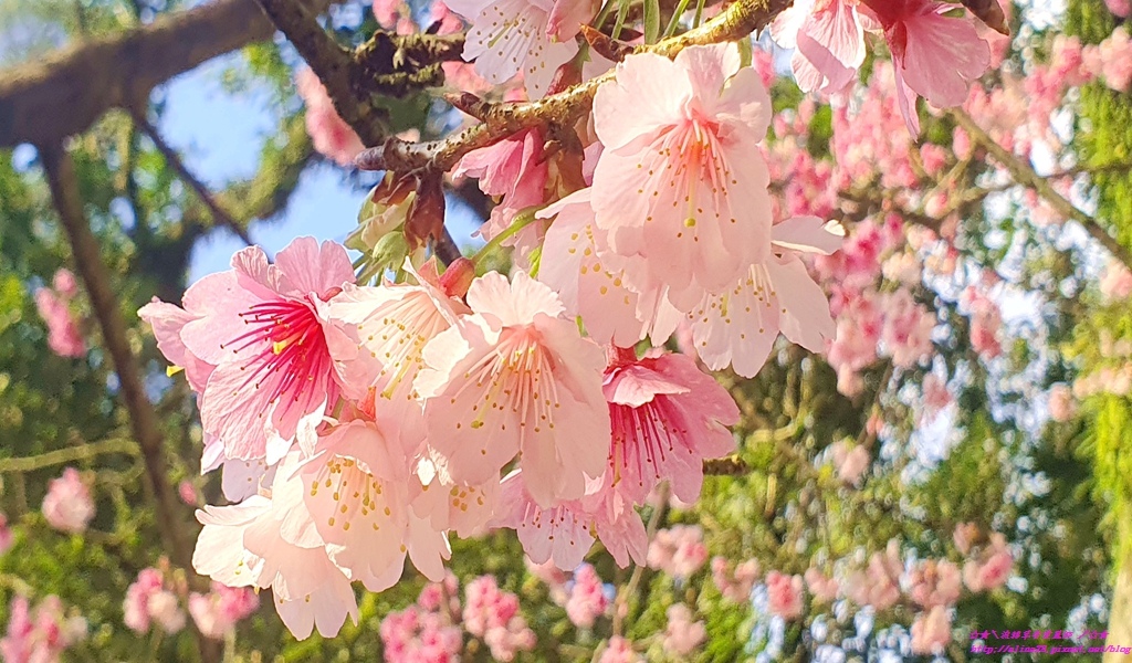 淡水天元宮三色櫻花