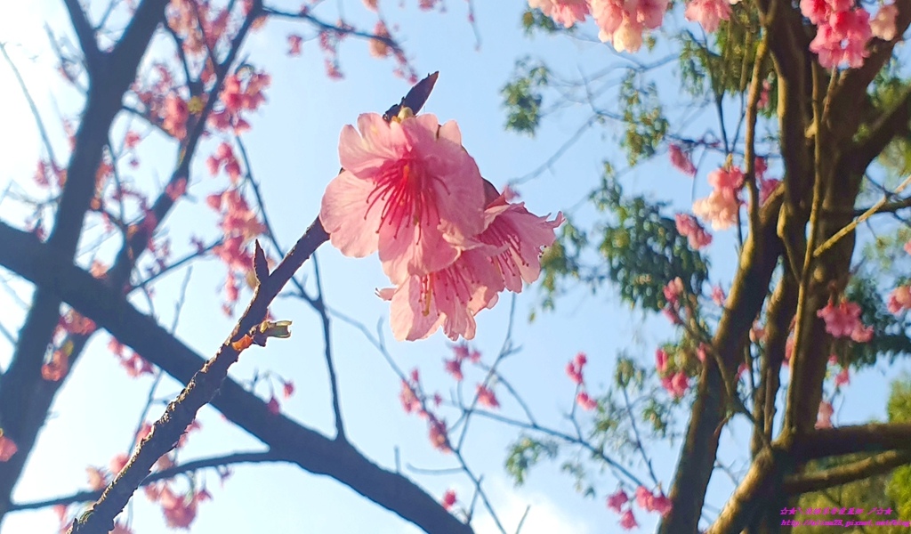 淡水天元宮三色櫻花