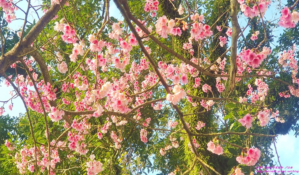 淡水天元宮三色櫻花