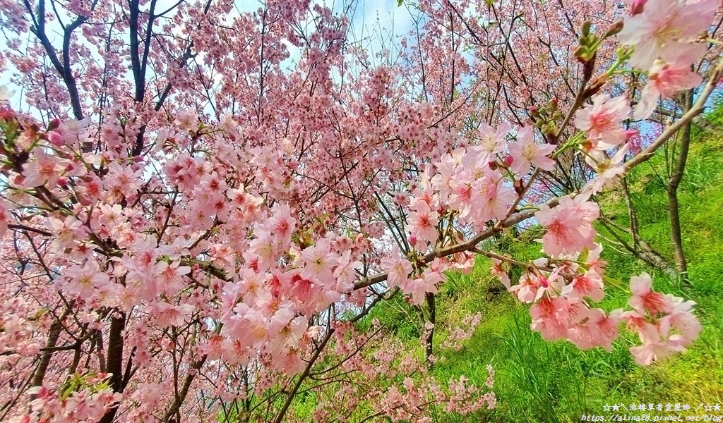 三峽大熊櫻花林