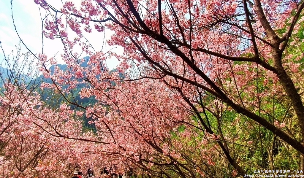 三峽大熊櫻花林