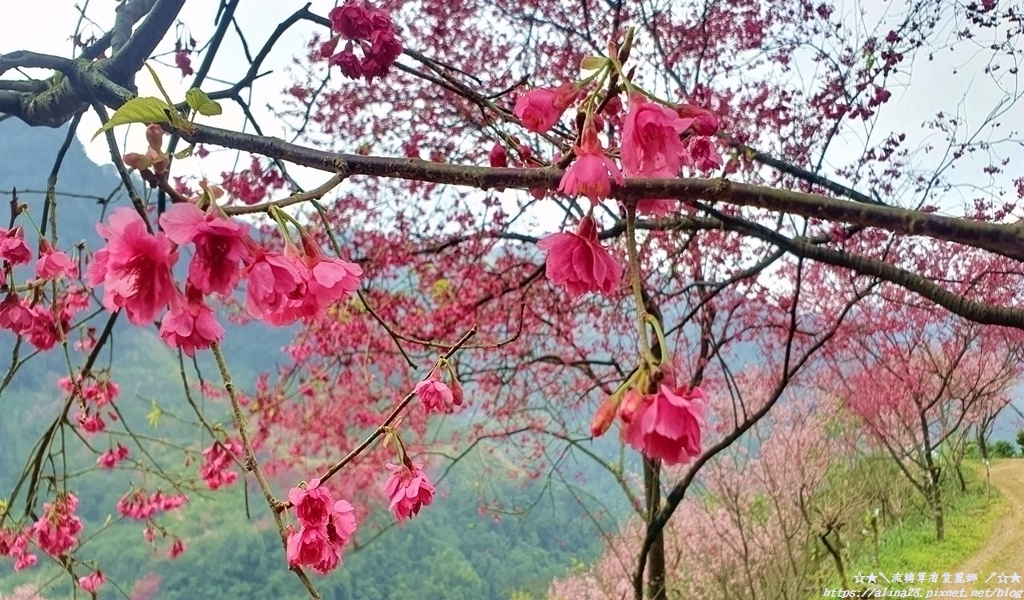 三峽大熊櫻花林