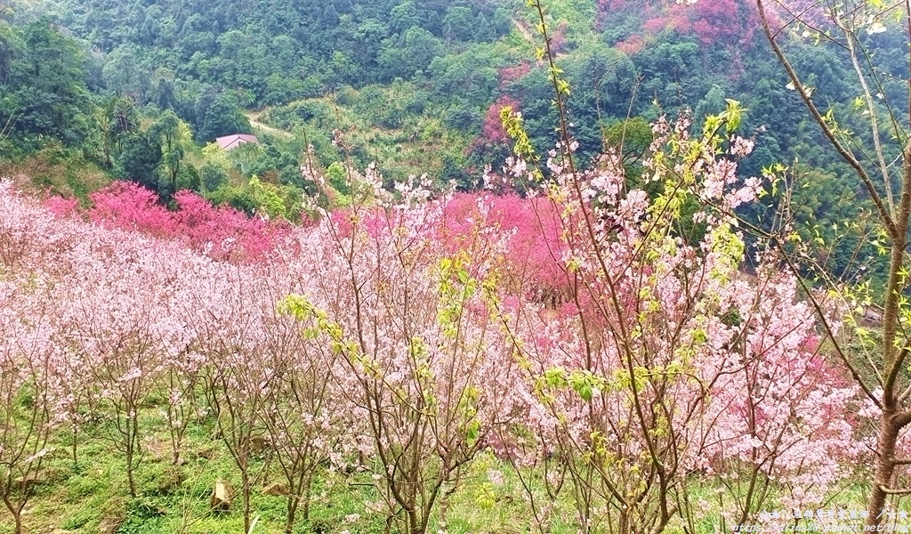 三峽大熊櫻花林