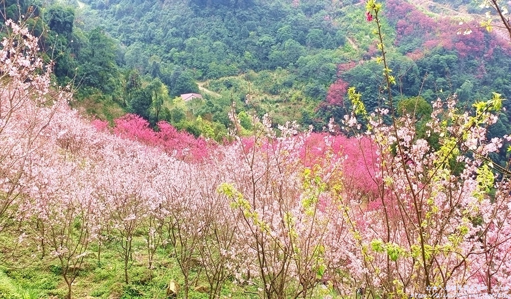 三峽大熊櫻花林