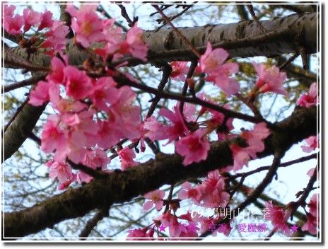 2009‧陽明山花季