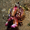 P1030505-2.jpg