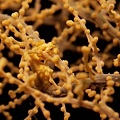 P1020178-2.jpg