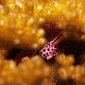 P1020280-2.jpg
