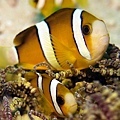 P1020391-2.jpg