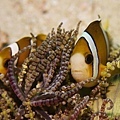 P1020393-2.jpg
