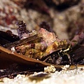 P1020404-2.jpg