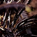 P1020420-2.jpg