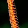 P1020445-2.jpg
