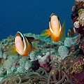 P1020738-2.jpg